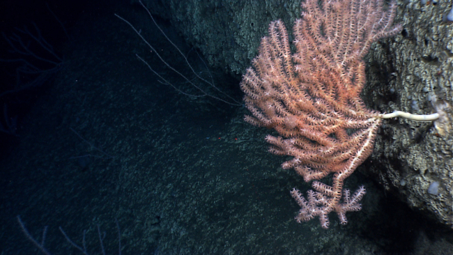 A robust bamboo octocoral bush