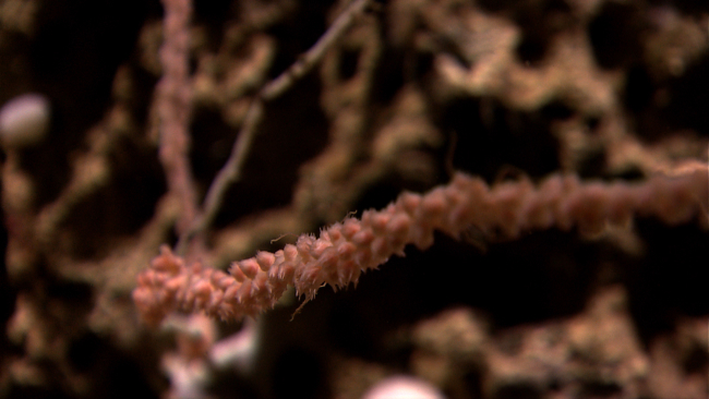 Coral bush branch with polyps retracted