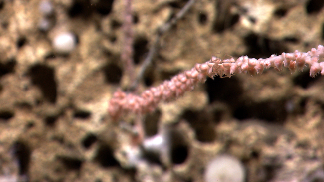 A small sea spider on a coral bush branch with polyps retracted