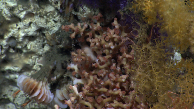 From left to right - large cup coral, Lophelia pertusa, and yellow Acanella sp