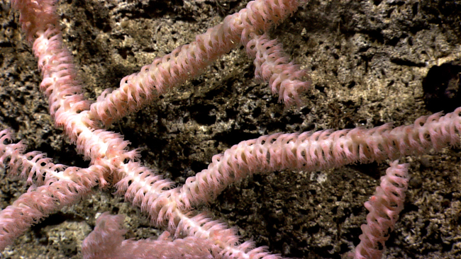 Bamboo coral with polyps extended