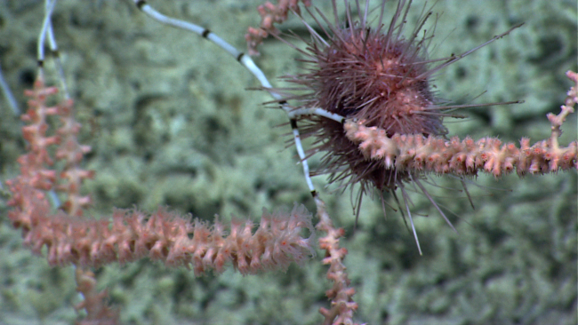 Bamboo coral bush with polyps being munched on by sea urchin