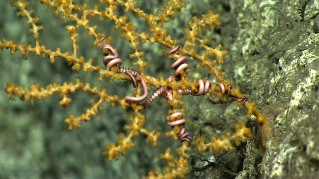 A small yellow octocoral bush with a large pink ophiuroid brittle starintertwined in its branches