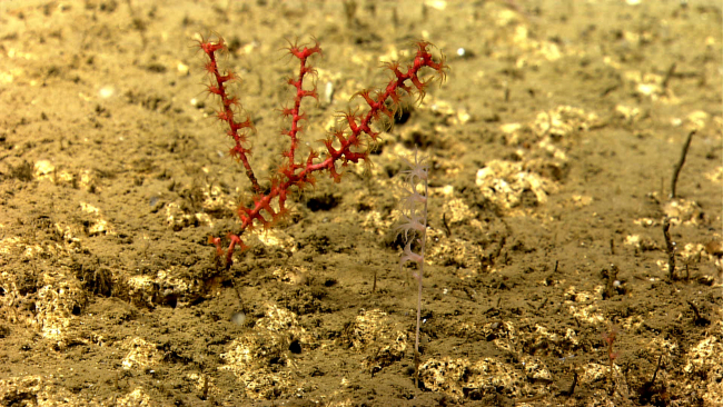 A small white umbellula octocoral and a small red octocoral on a lightlysediment covered rock outcrop