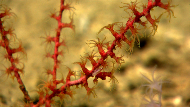 An amphipod on a small red octocoral