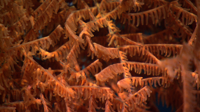 Closeup of the polyps of an orange black coral bush