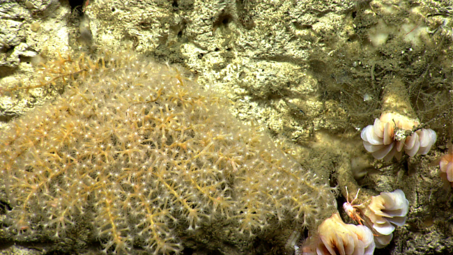 Cup corals, a white squat lobster, and a yellow octoral with white polyps