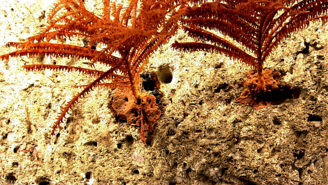 Two orange black coral bushes on a vertical wall