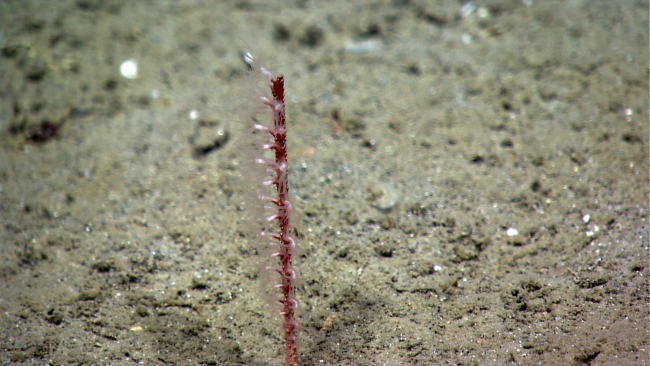 A pen octocoral with a red stem and white polyps