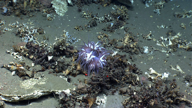 A large apparently thriving purple and white anemone in the midst of a pile ofdead cup corals