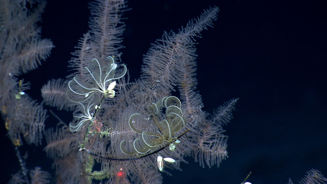 Two feather star crinoids and gooseneck barnacles make a black coral bushhome