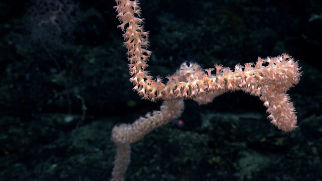 A bamboo whip octocoral