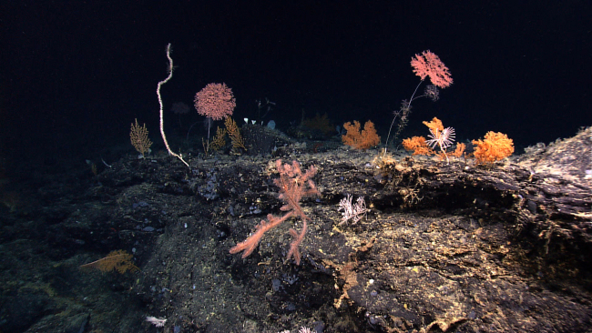 An undersea vista of diverse corals including Metallogorgia sp