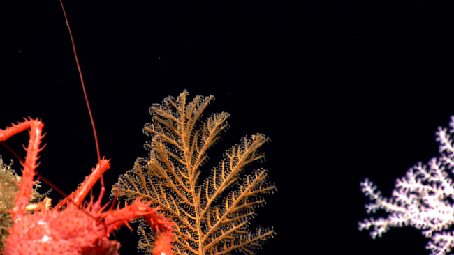 A large red lithodid crab next to a yellow black coral bush