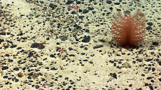 Base of sea pen with two different species of brittle stars, one with centralred disk and the other, smaller species, with a white central disk