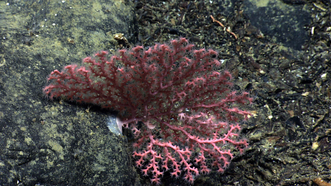 A pink Paragorgia coral