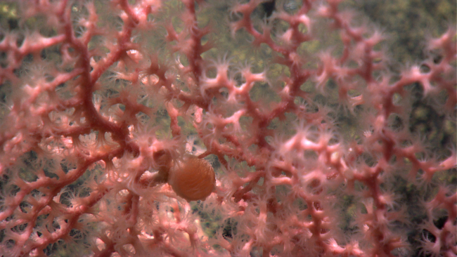 Closeup of a Paragorgia coral with polyps extended and what is probably anattached anemone
