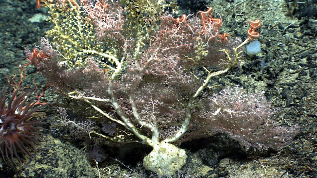 A large white octocoral bush with yellow-green zoanthids, a pycnogonid seaspider, brittle stars, and a large brownish anemone to the bottom left in theimage