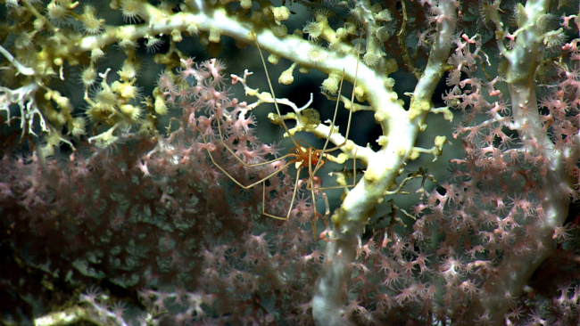 Closeup of a pycnogonid sea spider on large white octocoral