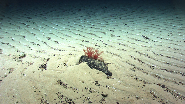 Anthomastus octocorals colonizing a boulder set down in a sea of rippledsand