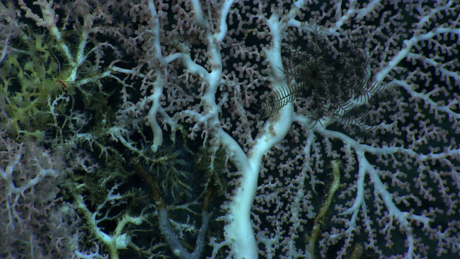 A black feather star crinoid on a large white octocoral bush