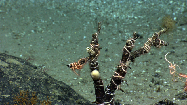 Numerous brittlestars, a retracted anemone, and a feather star crinoid aresharing the trunk of a dead coral bush
