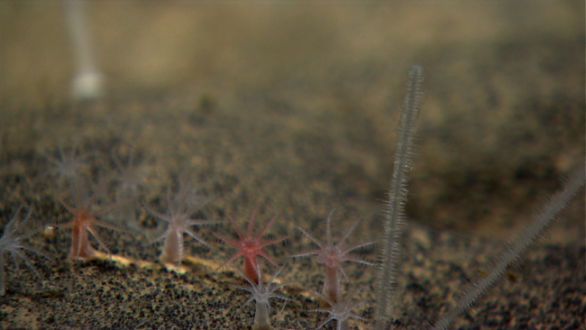 Small white and pink octorals next to a spiked sessile animal that might be acarnivorous sponge