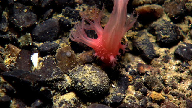 An anthomastus coral growing on a relatively small pebble