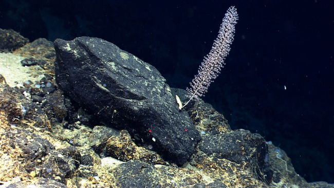 A chrysogorgia coral bush