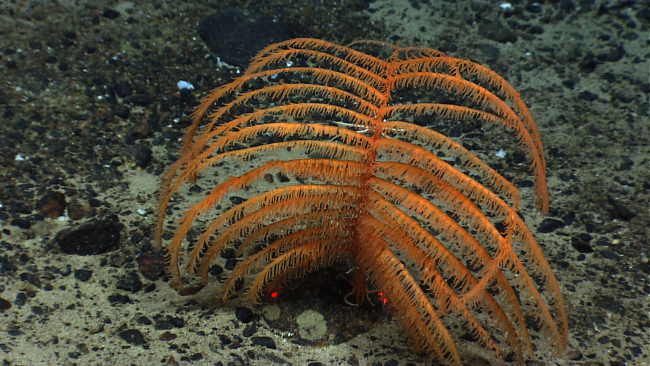 Orange black coral bush with brittle star at its base