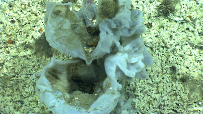 A large white sponge on a vertical wall
