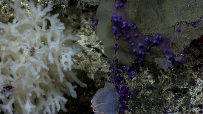 An odd appearing white sponge, small purple octocorals with polyps retracted,and a small sponge with an orange brittle star