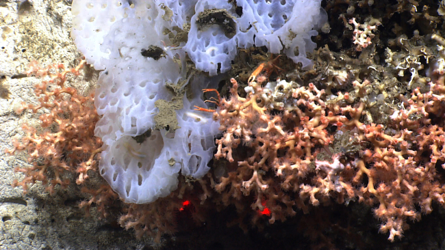 White sponge, Lophelia pertusa coral, and at least two squat lobsters whosechelae are visible