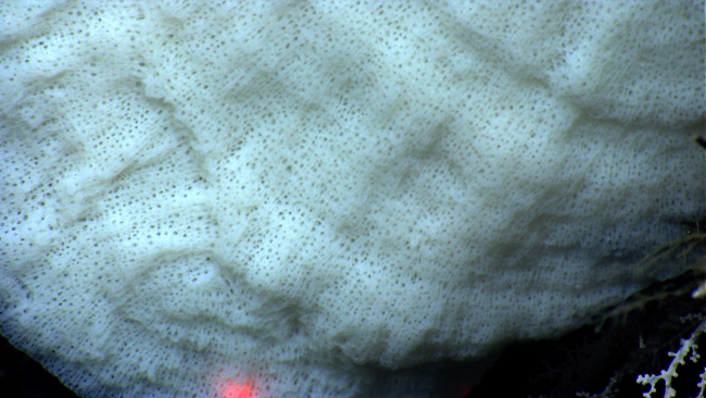 Seemingly perforated texture of large white sponge