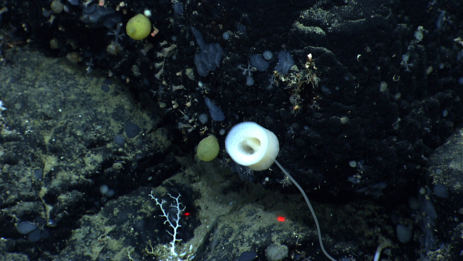 White cylindrical stalked sponge and numerous bluish gray sponges adhering torock surface