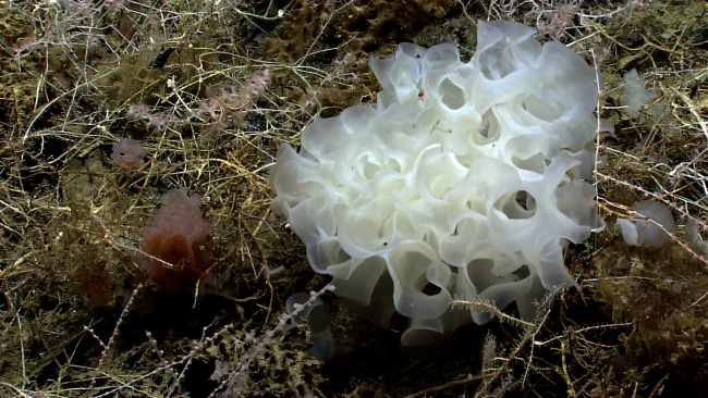 Brown and white ruffled sponges in a field of living and dead bamboo coral