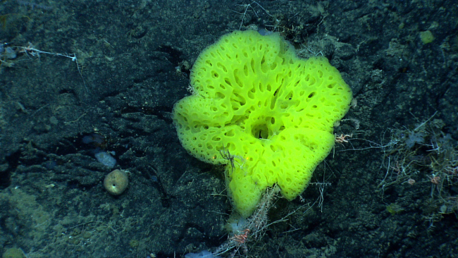 A beautiful yellow sponge