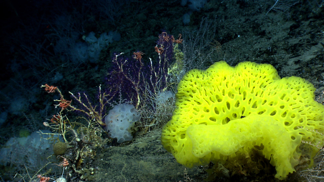 A large yellow sponge, dead coral branches colonized by small purpleoctocorals, white sponges, and pink brittle stars