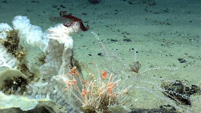 A large white sponge with a large purple feather star crinoid and a smallbamboo coral with two small black feather star crinoids