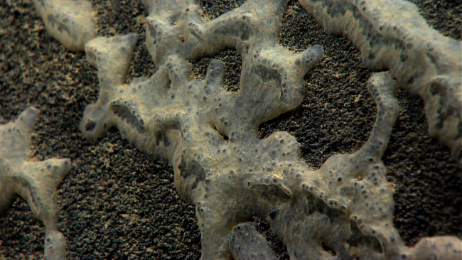 A small encrusting sponge that appears to have a growth pattern following thelocalized rock texture