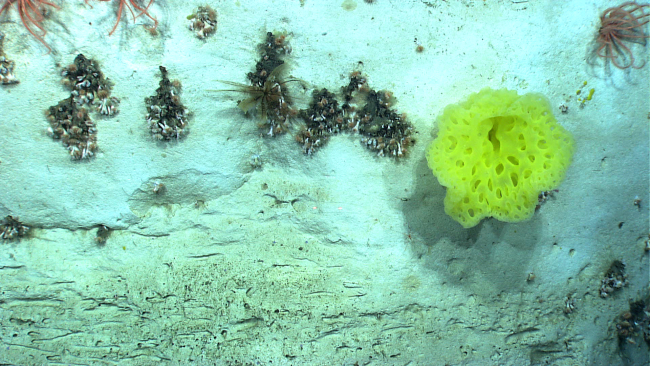 A large yellow sponge, cup corals, brisingid starfish, and a blackish brownfeather star crinoid on a vertical canyon wall