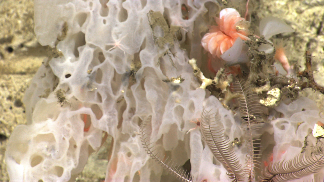 A large white sponge, an orange cup coral, and a white feather star crinoid