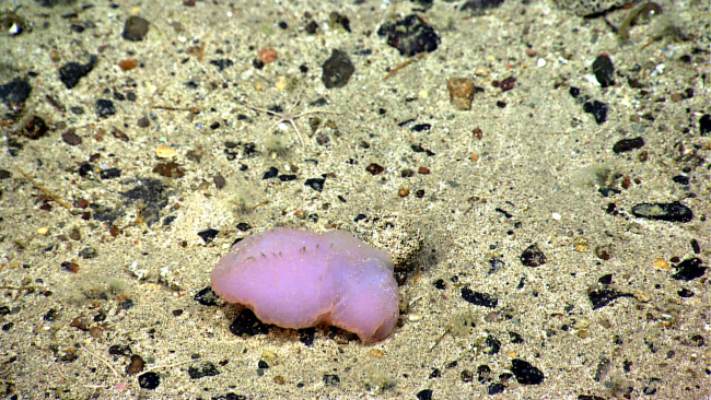 A pink holothurian on a pebble and sand substrate
