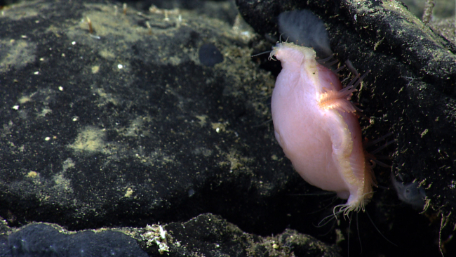 A pink holothurian on the underside of a black rock