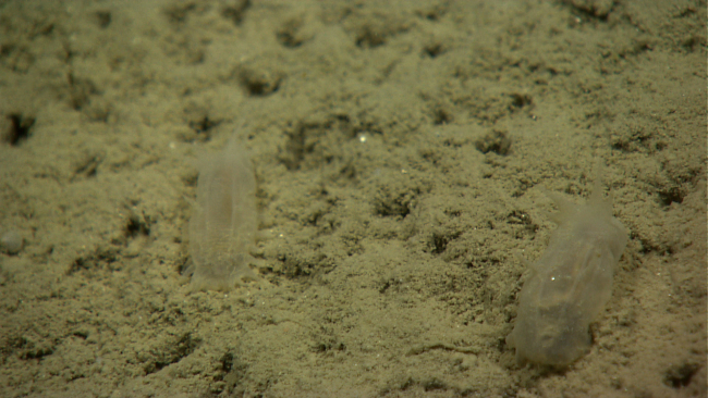 Translucent holothurians on a brown silty substrate that makes them nearlyinvisible