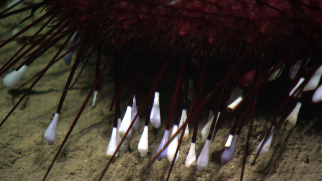 A purple pancake urchin with long slender spines and white tube feet
