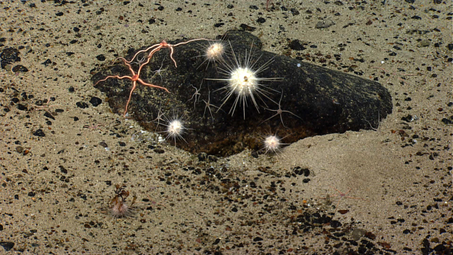 White spherical sea urchins, small blackish gray brittle stars, and largerpinkish brittle star on a black rock, perhaps an ice melt dropped boulder