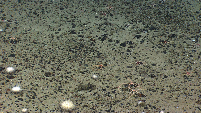 White sea urchins and brownish pink brittle stars with red central disks on asand and pebble substrate