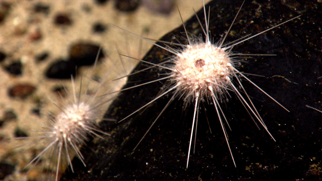 White sea urchins on a black boulder