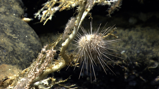A white sea urchin on a dead coral branch